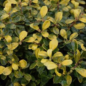 Ilex crenata 'Golden Gem' (f/v) 30-40 cm